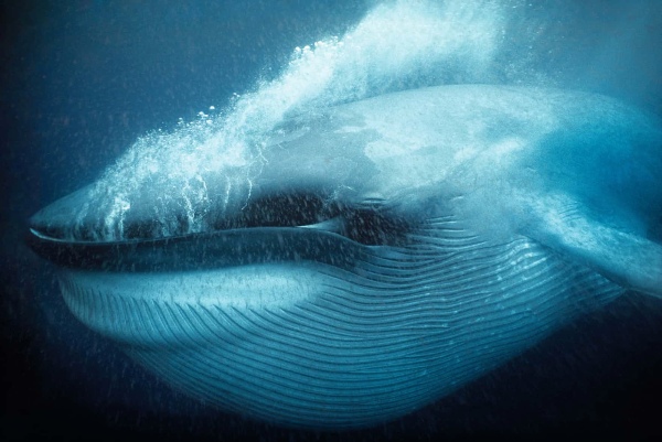 Sóng âm của cá voi 